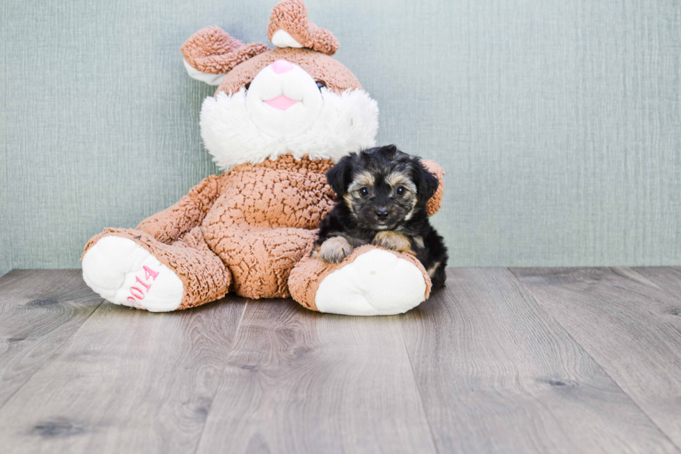 Playful Yorkie Designer Puppy