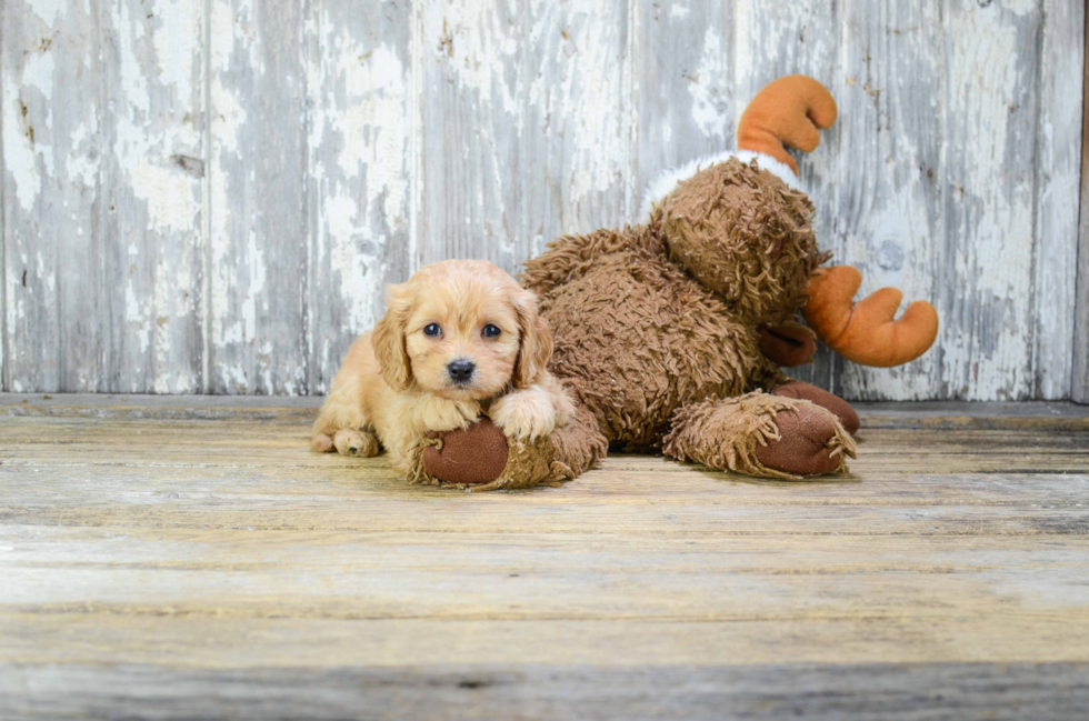 Friendly Cavachon Baby