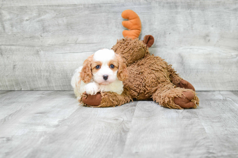 Petite Cavapoo Poodle Mix Pup