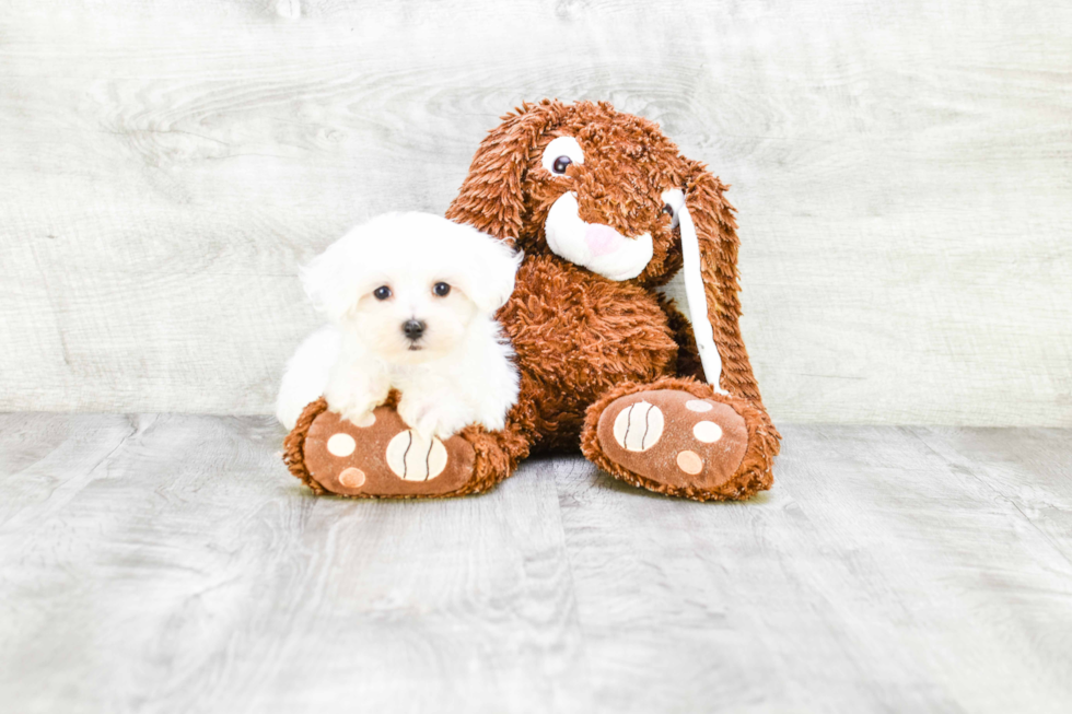 Funny Maltese Purebred Pup