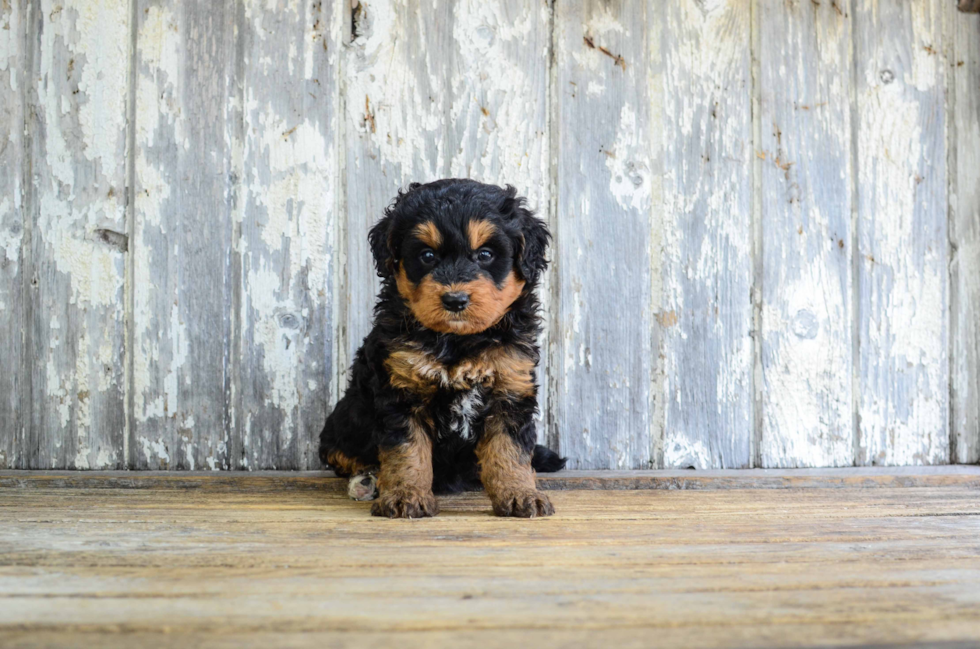 Mini Bernedoodle Puppy for Adoption