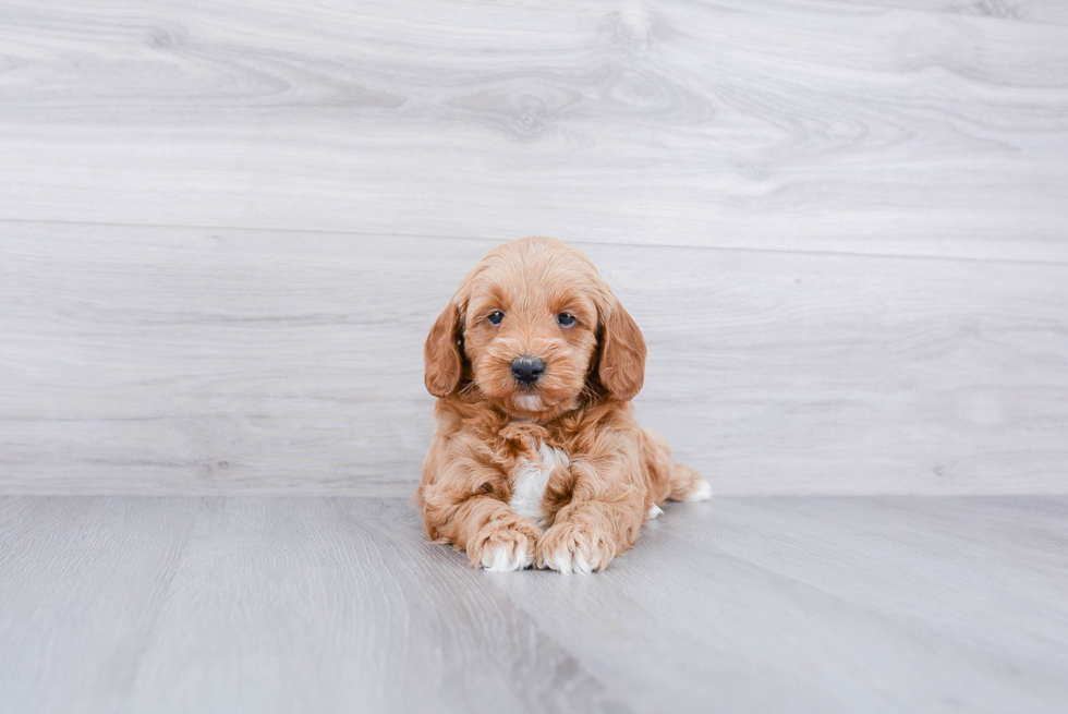 Mini Goldendoodle Puppy for Adoption