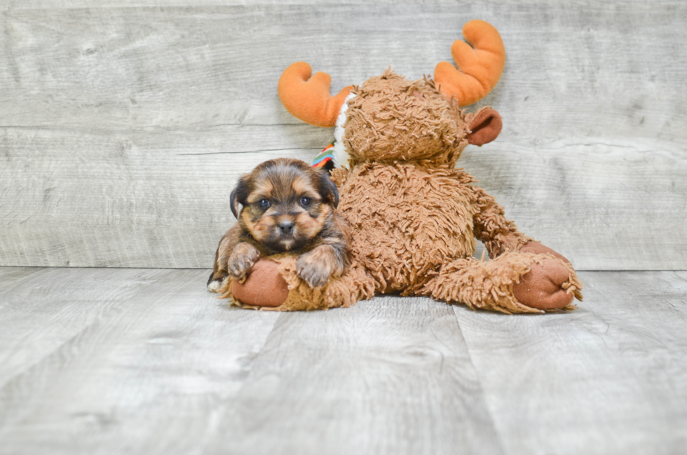 Cute Shorkie Baby