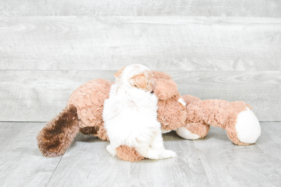 Fluffy Maltipoo Poodle Mix Pup