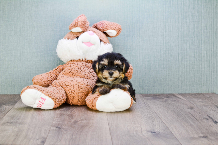 Morkie Puppy for Adoption