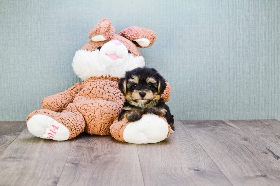 Morkie Puppy for Adoption