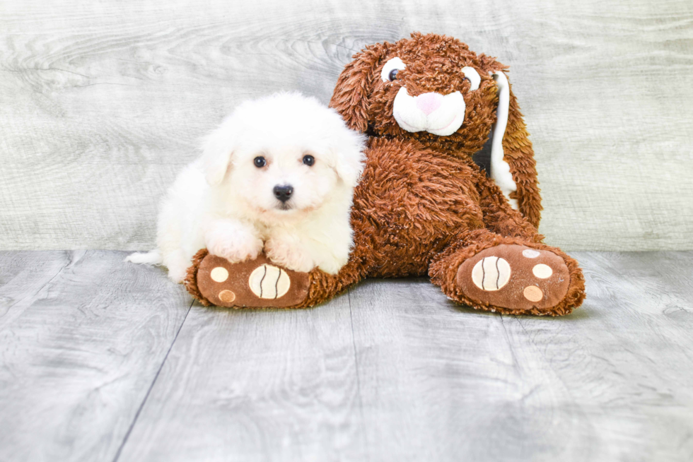 Playful Bichon Frise Baby