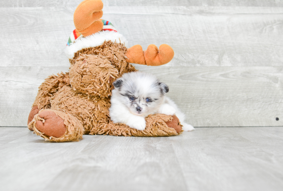 Smart Pomeranian Purebred Puppy