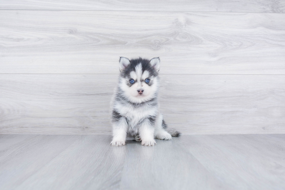 Best Pomsky Baby