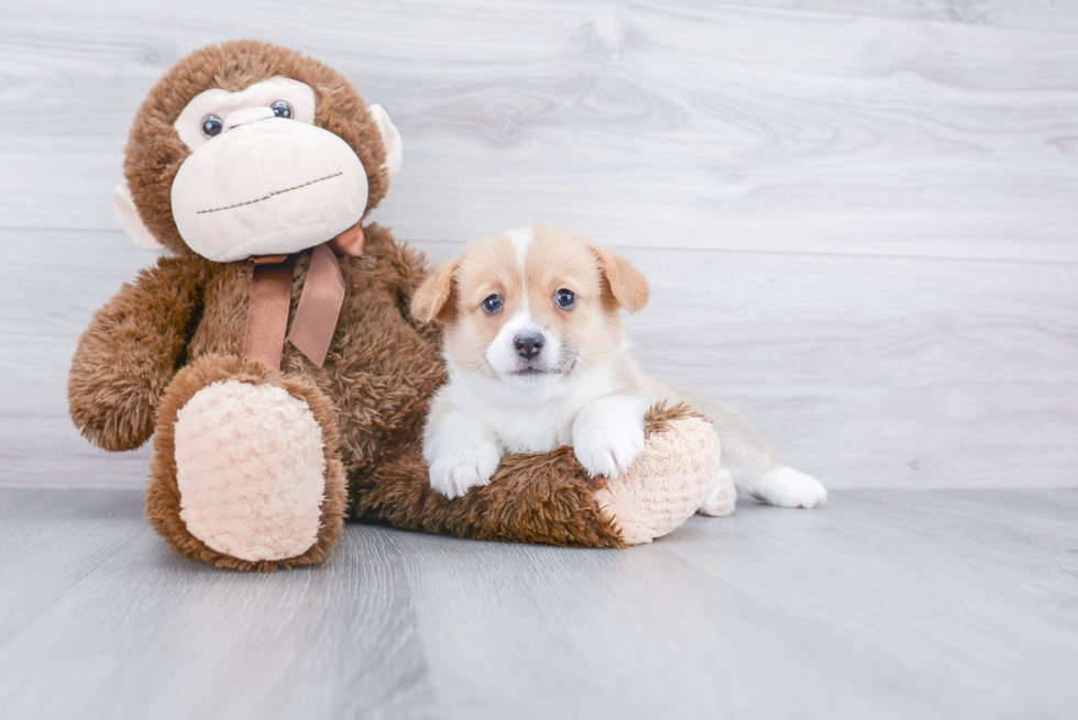 Smart Corgi Purebred Puppy