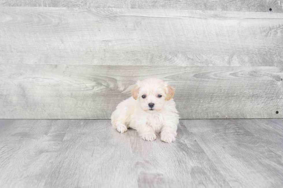 Happy Maltipoo Baby