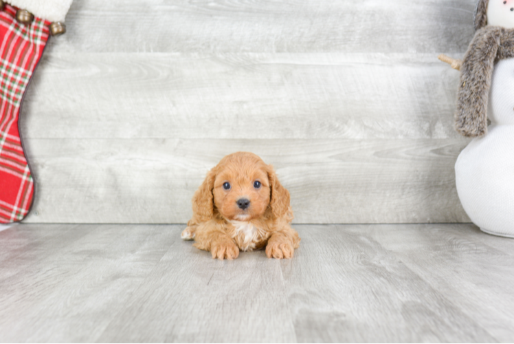 Cavapoo Puppy for Adoption