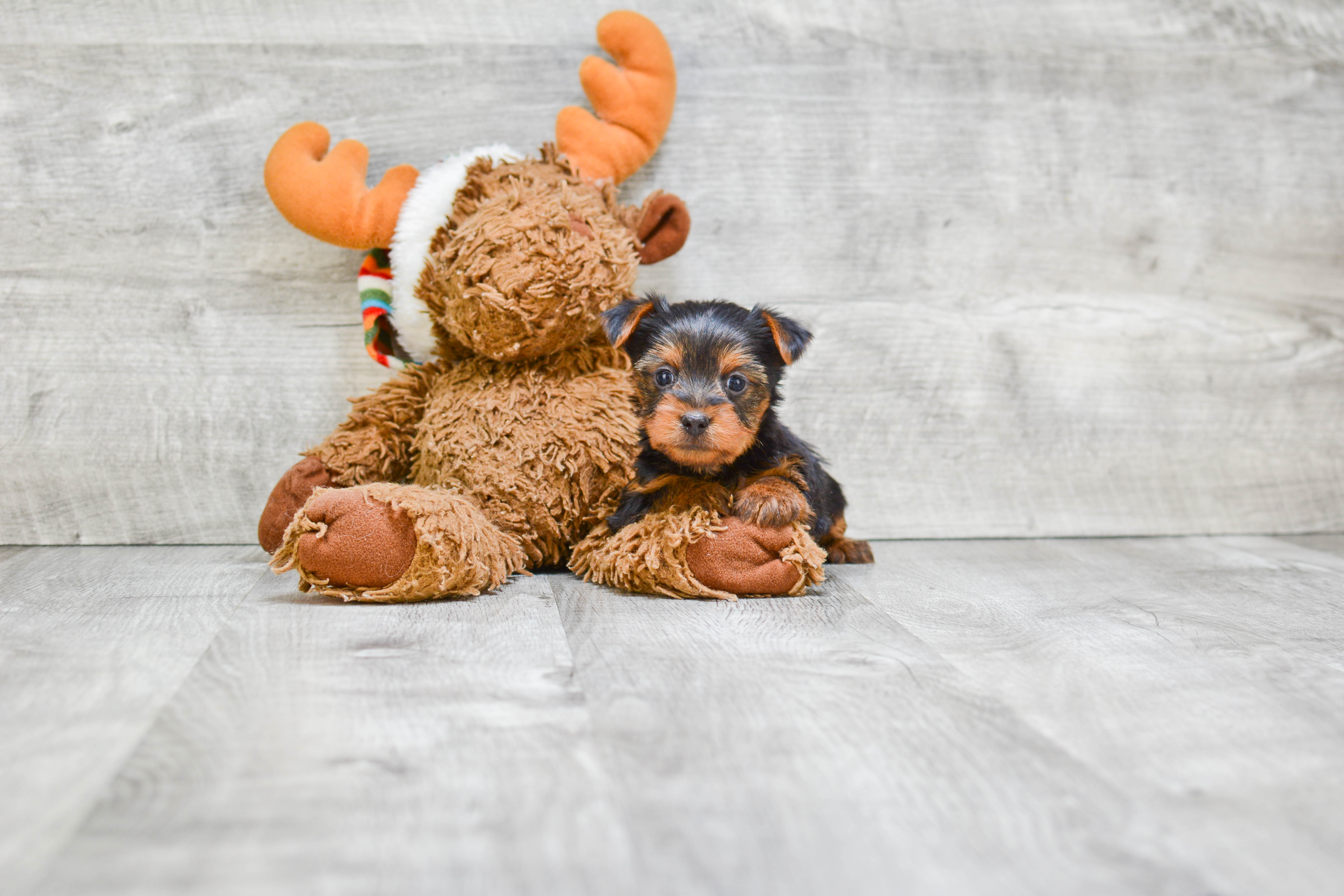 Cute Morkie Baby