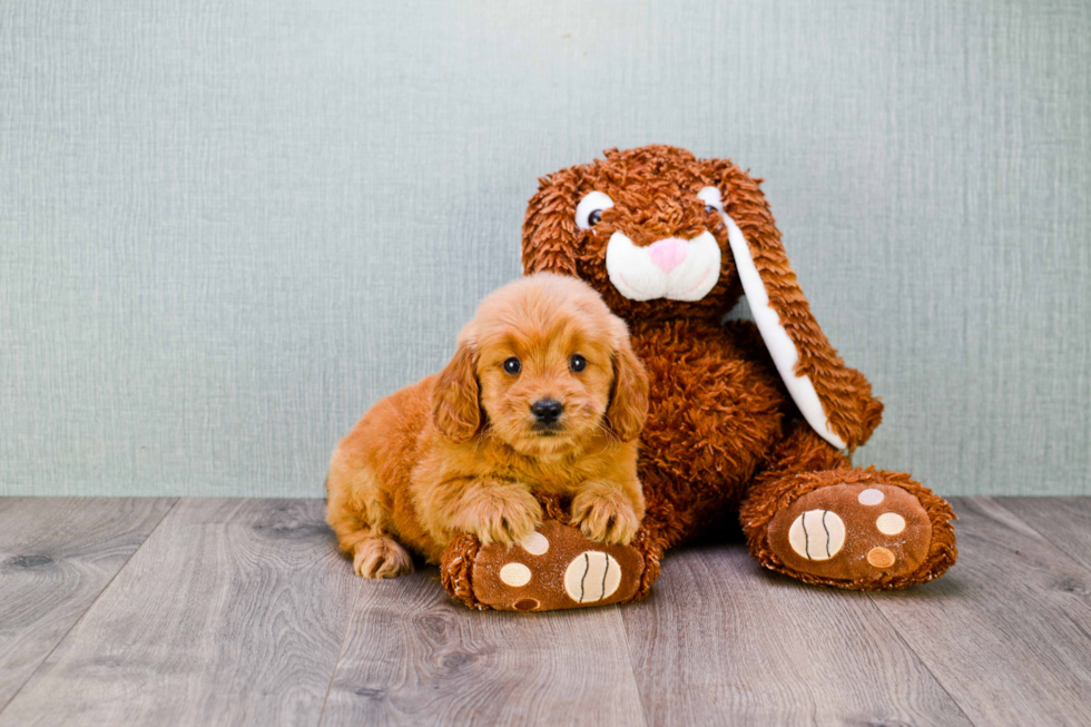 Friendly Mini Goldendoodle Baby