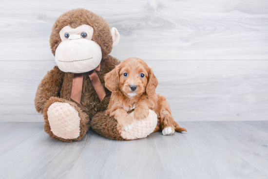 Cavapoo Pup Being Cute