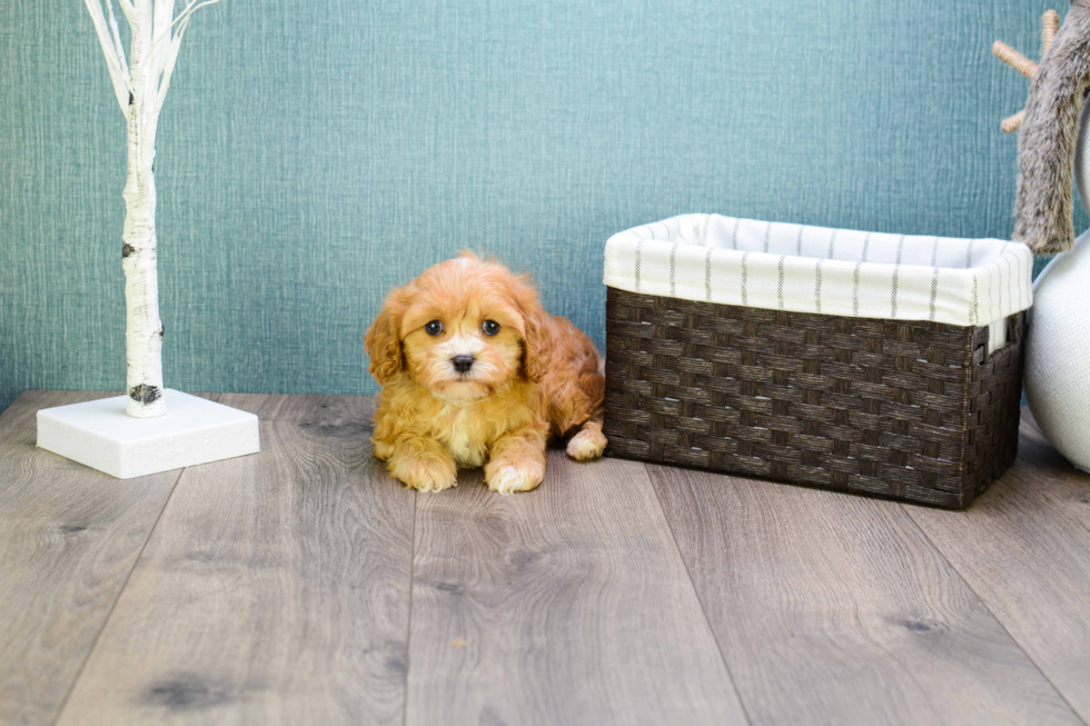 Popular Cavapoo Poodle Mix Pup