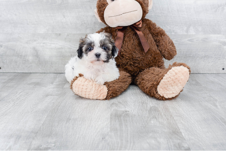 Playful Shichon Designer Puppy