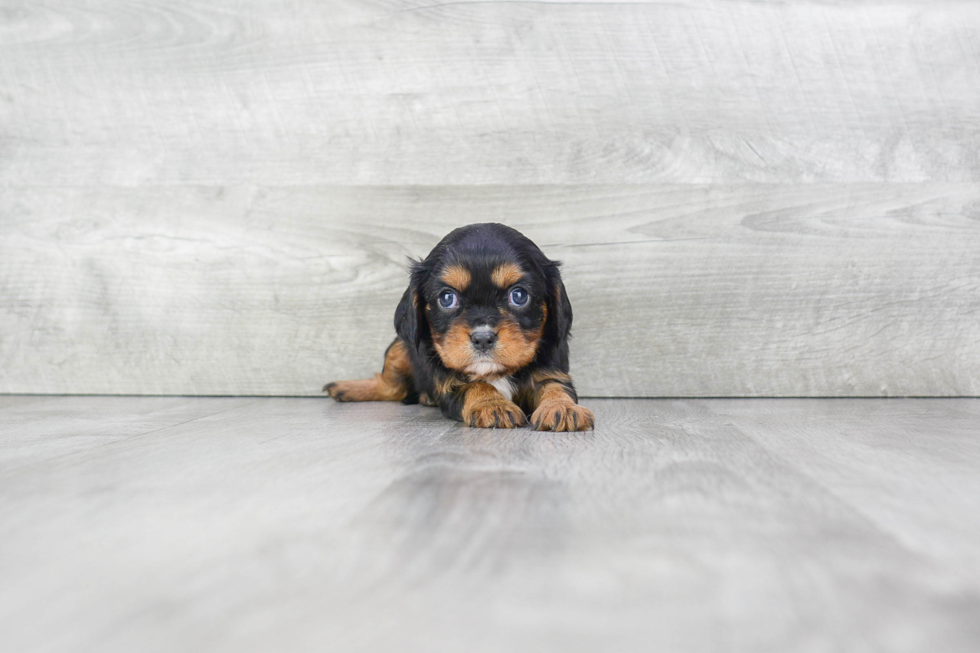 Best Cavalier King Charles Spaniel Baby