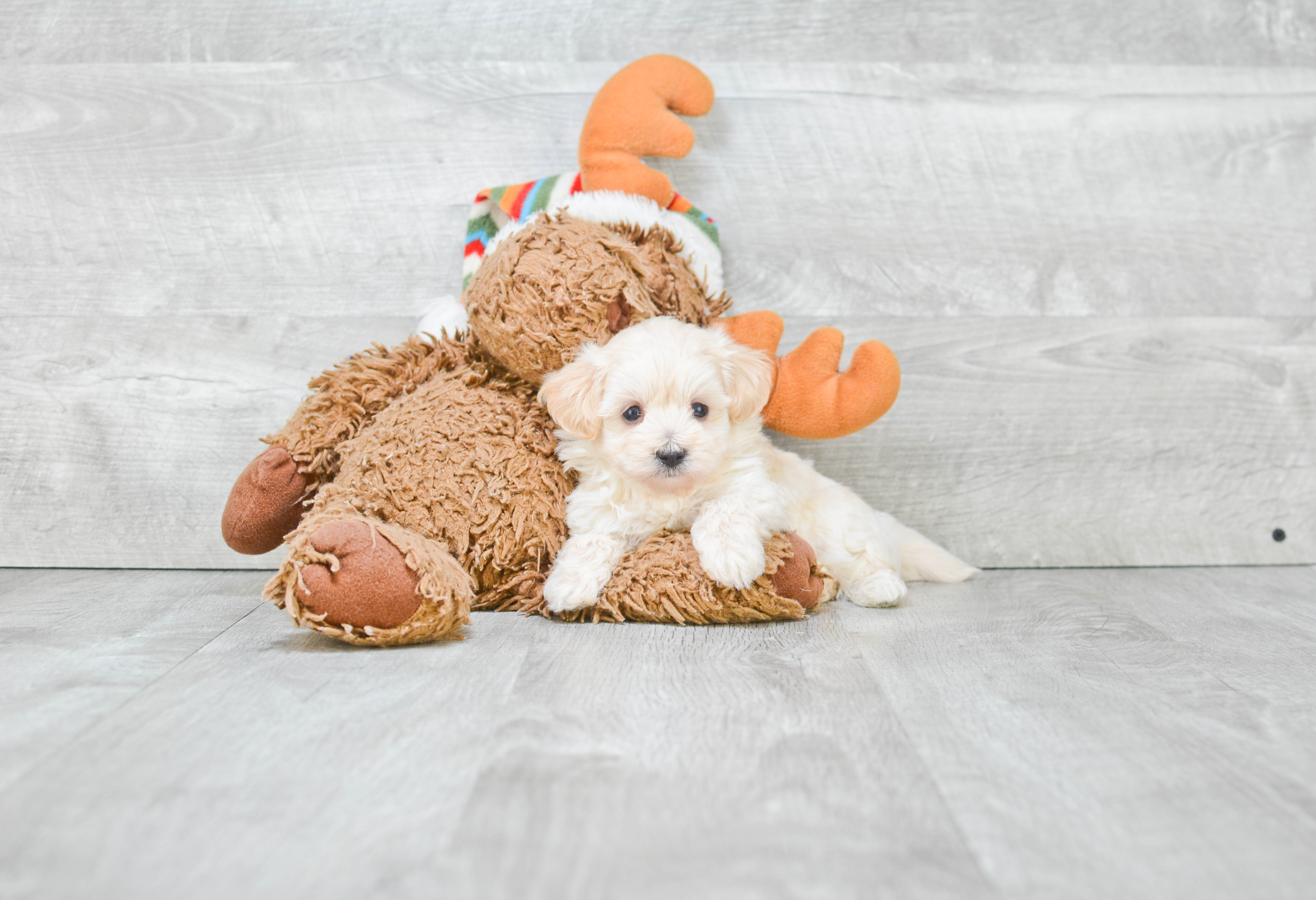 Playful Maltepoo Poodle Mix Puppy