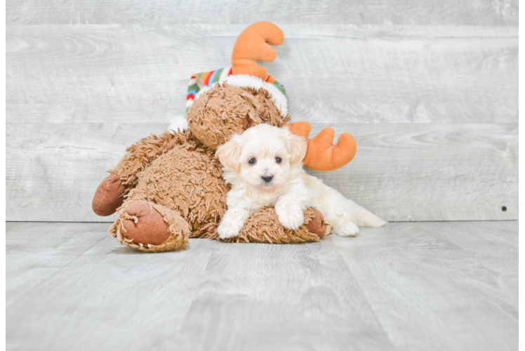 Playful Maltepoo Poodle Mix Puppy