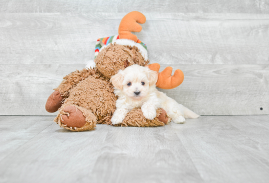 Playful Maltepoo Poodle Mix Puppy