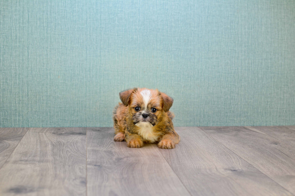 Brussels Griffon Pup Being Cute