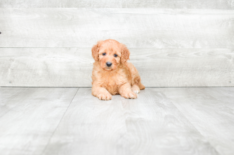 Petite Mini Goldendoodle Poodle Mix Pup