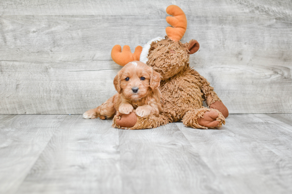 Best Cavapoo Baby