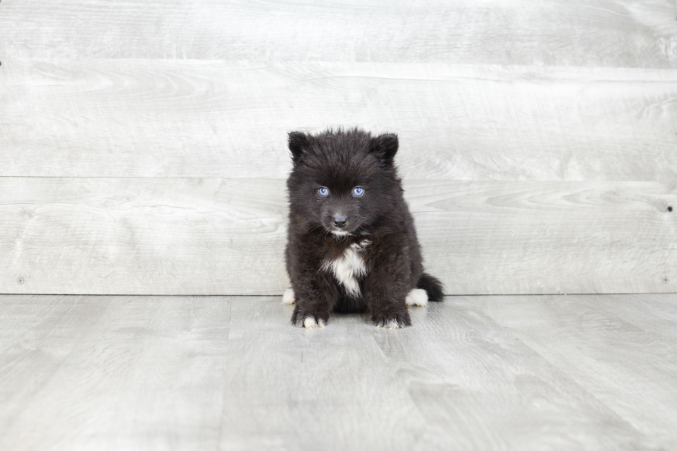 Friendly Pomsky Baby