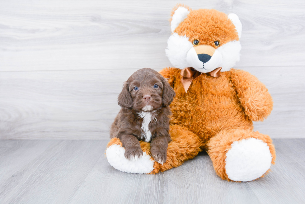 Cockapoo Puppy for Adoption