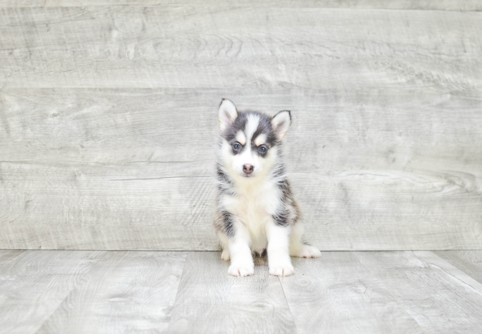 Cute Pomsky Baby