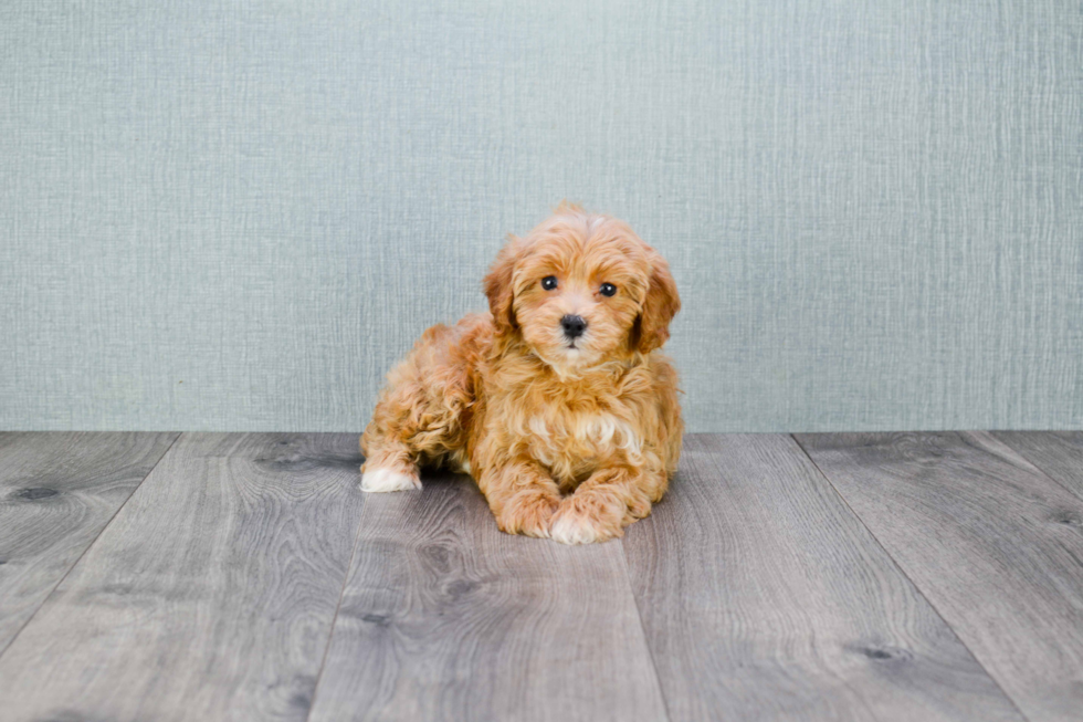 Energetic Cavoodle Poodle Mix Puppy