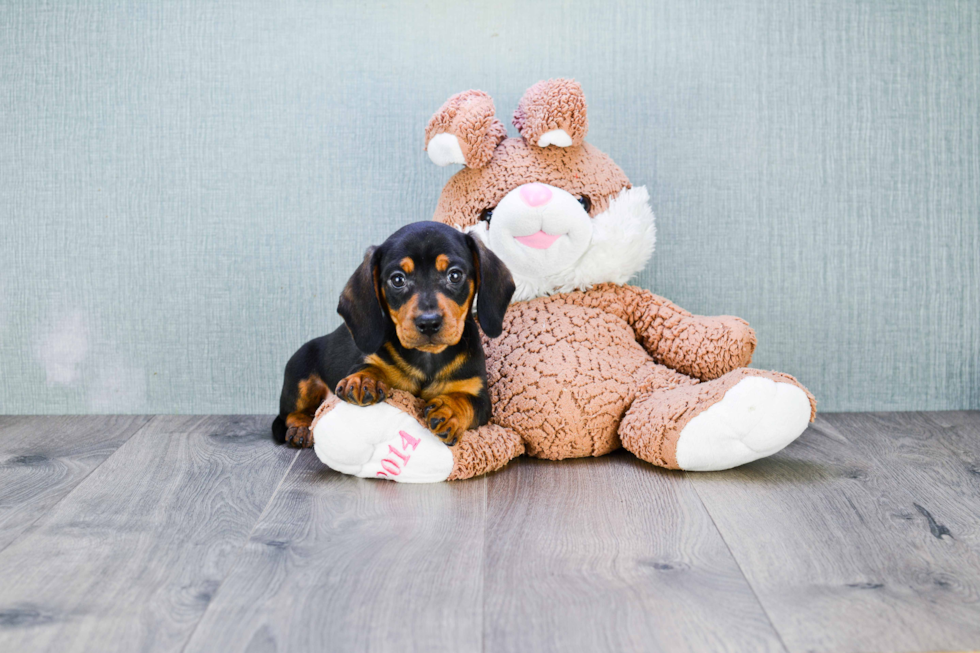 Cute Dachshund Baby