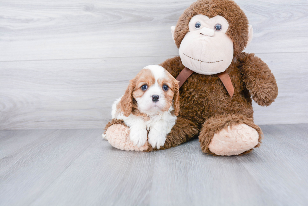 Best Cavalier King Charles Spaniel Baby