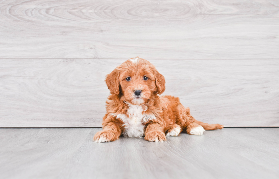 Small Mini Goldendoodle Baby