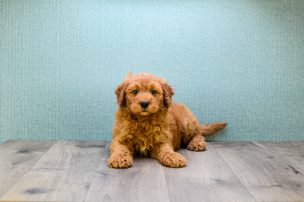 Cute Mini Goldendoodle Baby