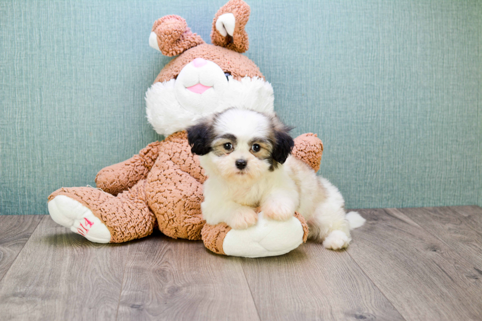 Energetic Shichon Designer Puppy