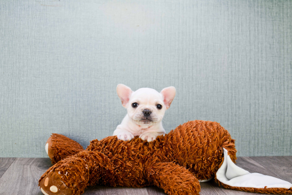 French Bulldog Puppy for Adoption