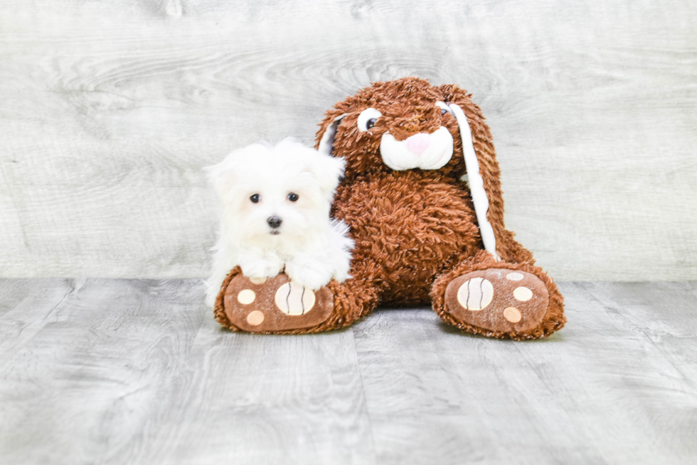 Smart Maltese Purebred Puppy