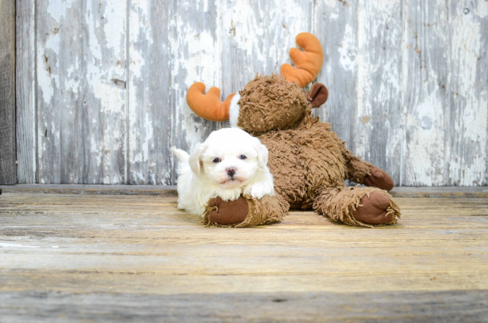 Teddy Bear Puppy for Adoption