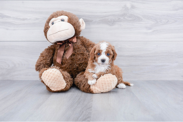 Best Cavapoo Baby