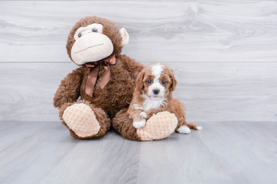 Best Cavapoo Baby