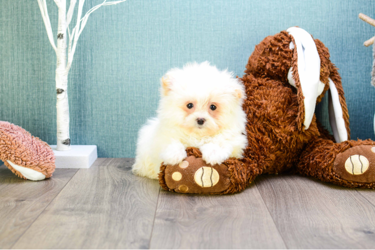Maltipom Puppy for Adoption