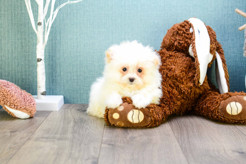 Maltipom Puppy for Adoption