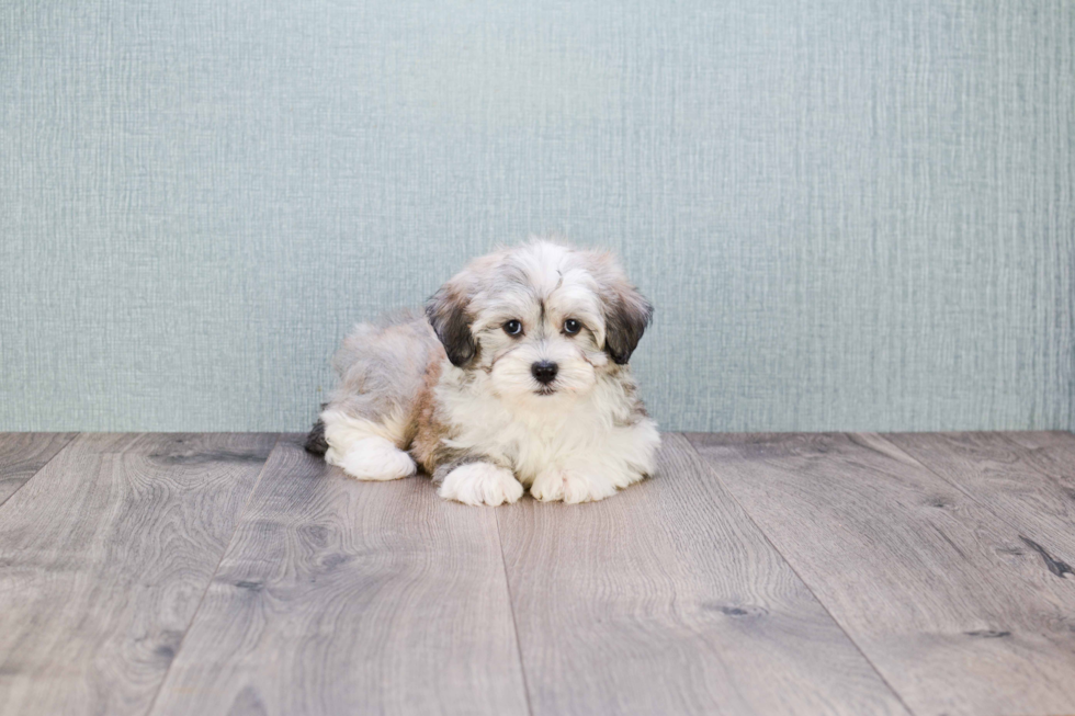 Little Havanese Baby