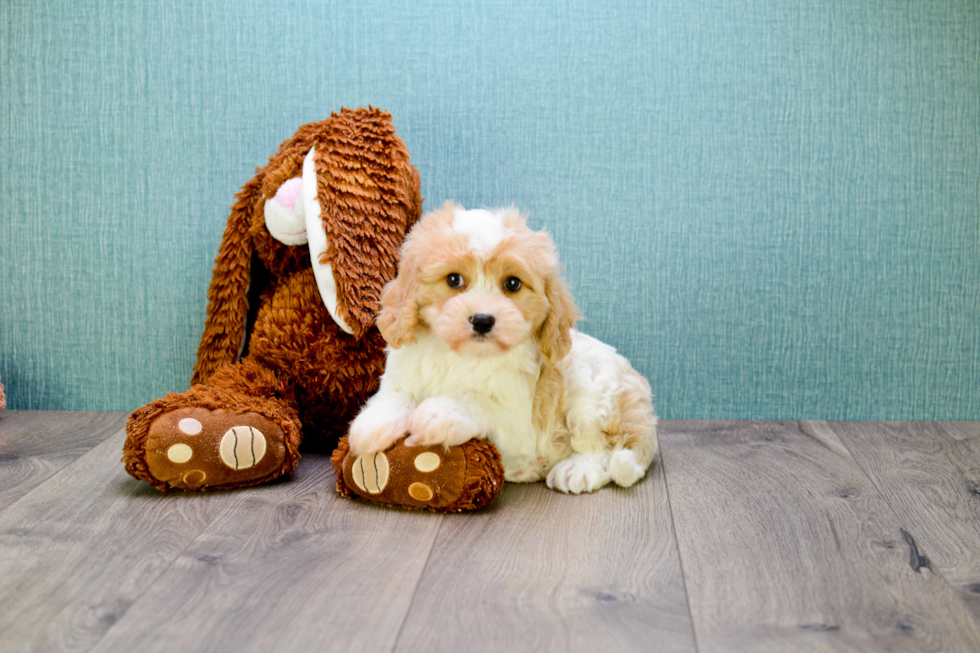 Best Cavachon Baby