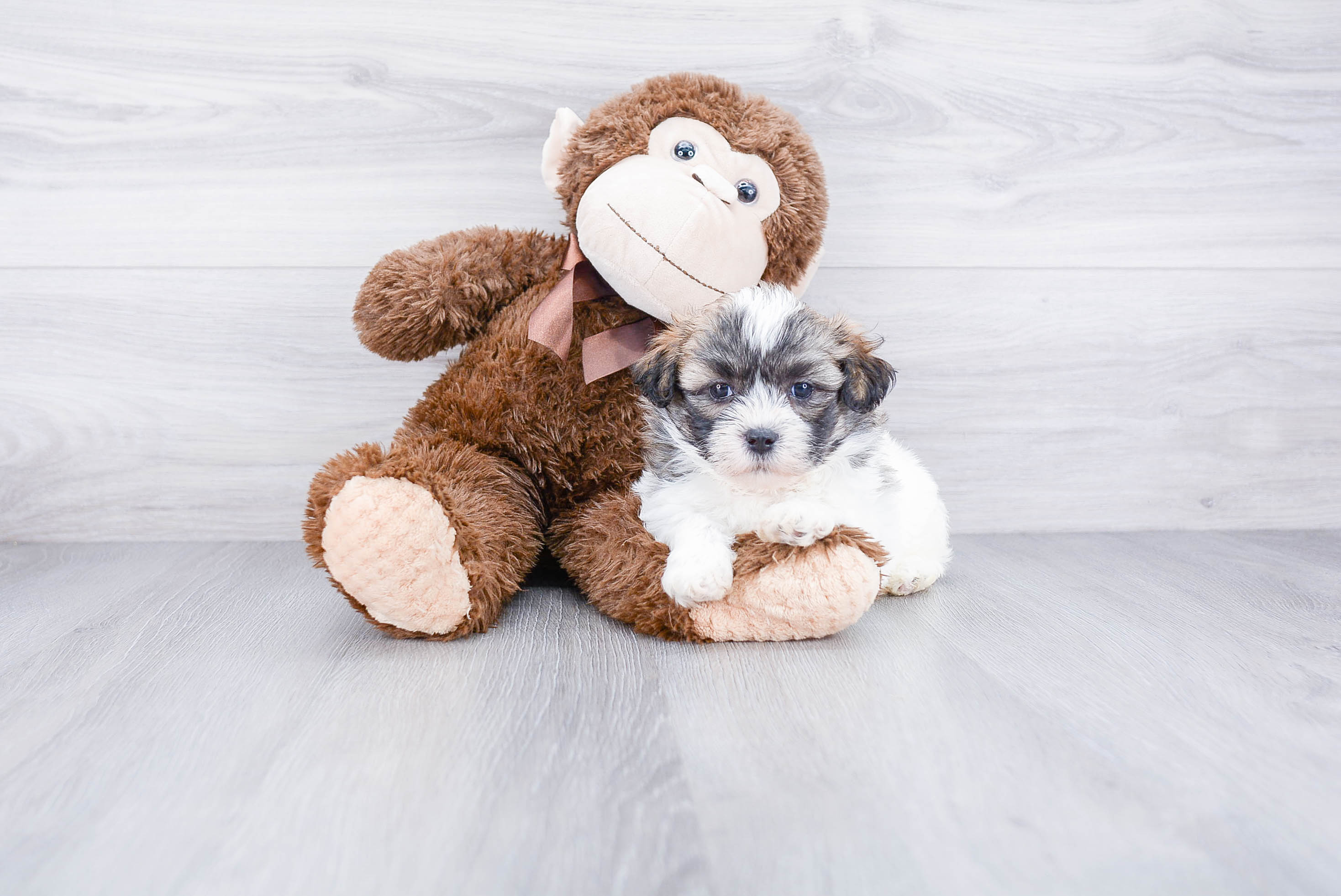 Cute Teddy Bear Baby