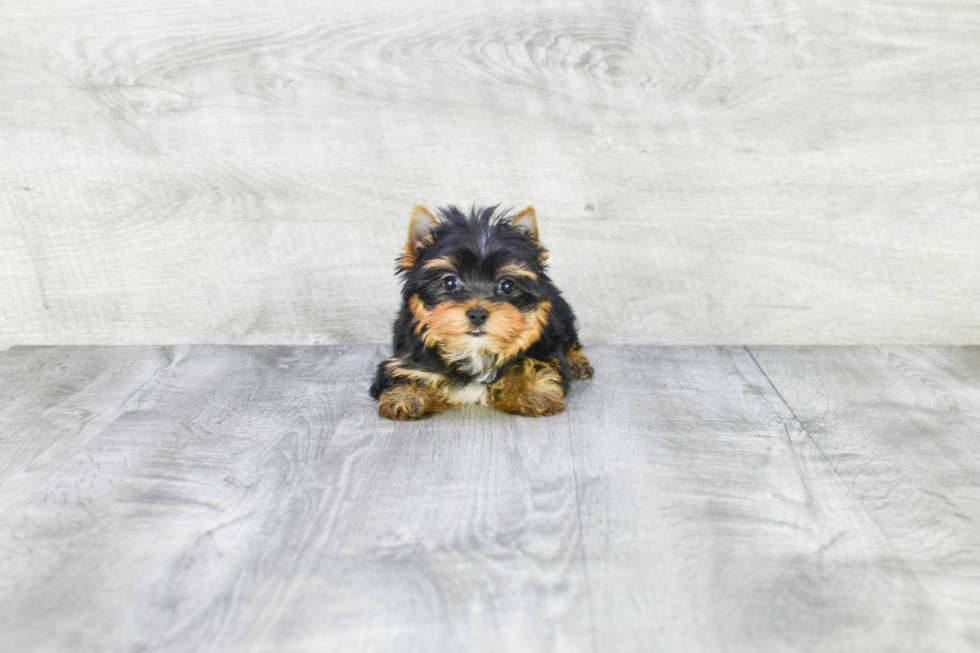 Meet Victoria - our Yorkshire Terrier Puppy Photo 