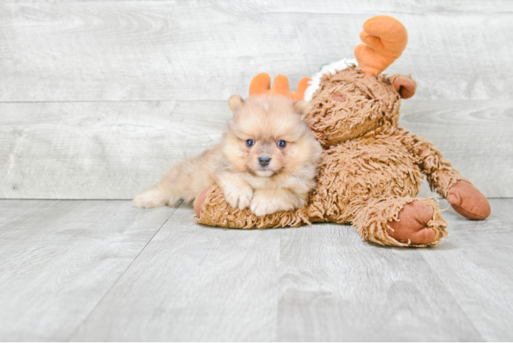 Happy Pomeranian Purebred Puppy