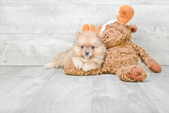 Happy Pomeranian Purebred Puppy